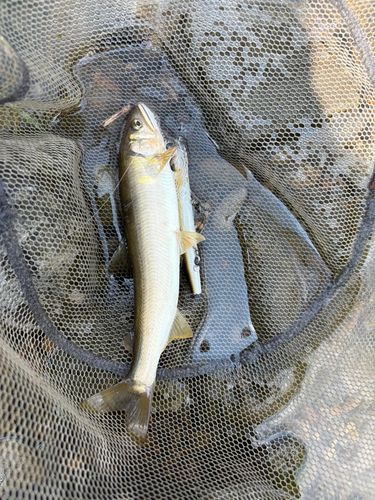 アユの釣果