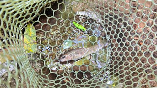 ヤマトイワナの釣果