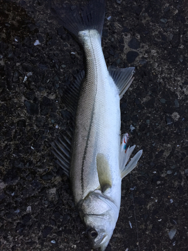 セイゴ（マルスズキ）の釣果