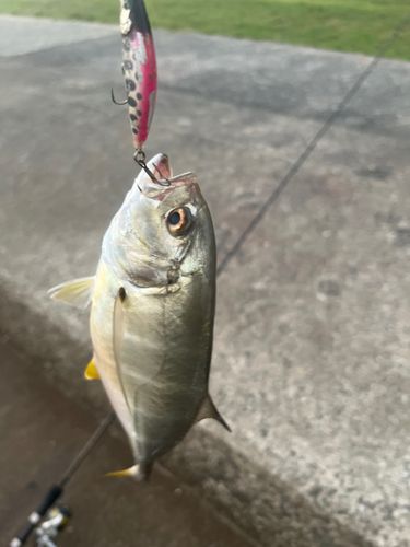メッキの釣果