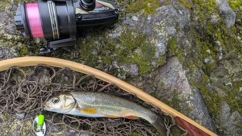 ウグイの釣果
