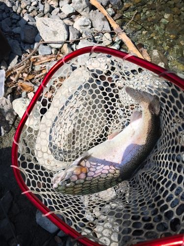 ニジマスの釣果