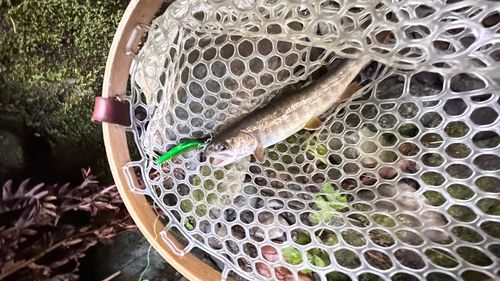 ヤマトイワナの釣果