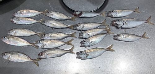 アジの釣果
