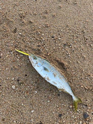 イナダの釣果