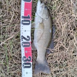 スモールマウスバス