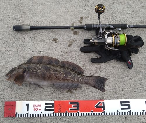 アイナメの釣果