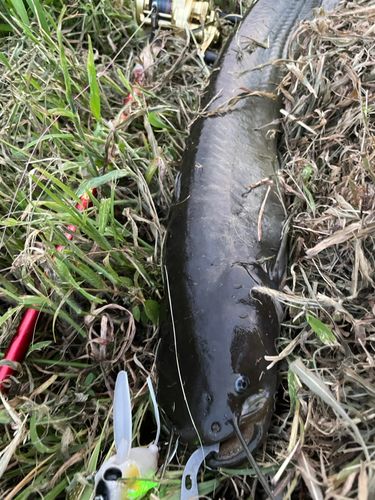 ナマズの釣果