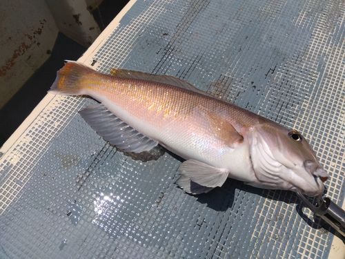 シロアマダイの釣果