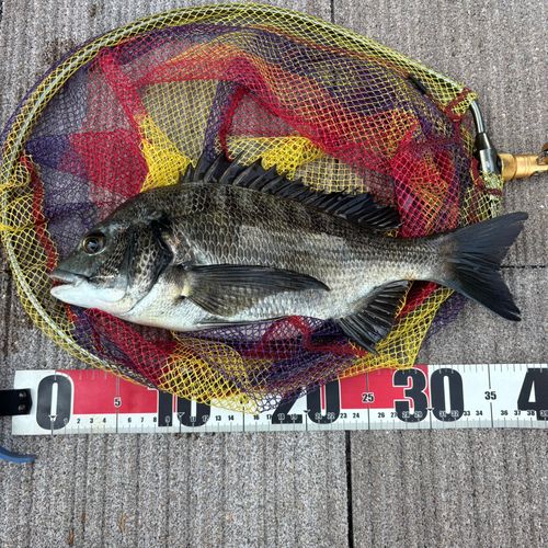 クロダイの釣果