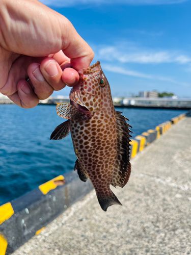オオモンハタの釣果