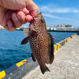 オオモンハタ