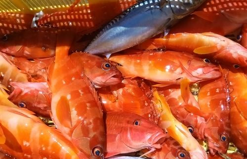 アカハタの釣果