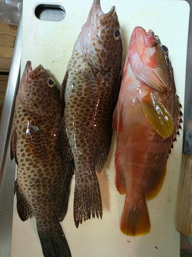 アカハタの釣果