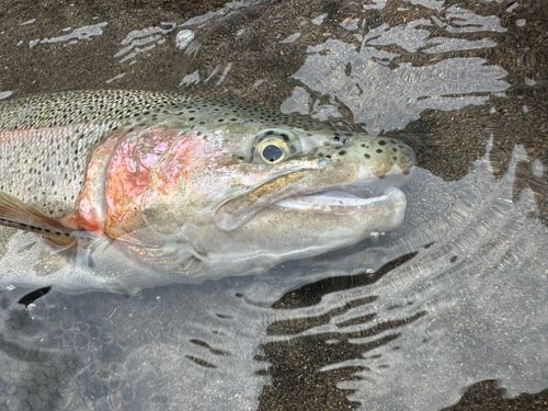 ニジマスの釣果