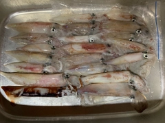 ケンサキイカの釣果