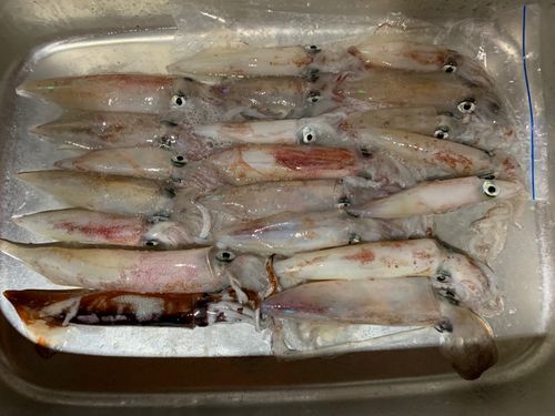 ケンサキイカの釣果