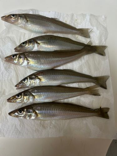 キスの釣果