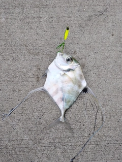 イトヒキアジの釣果