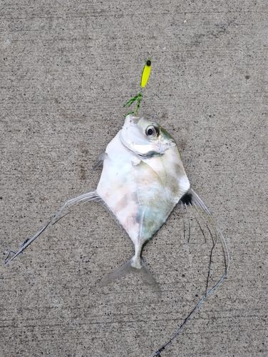イトヒキアジの釣果
