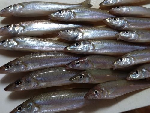 キスの釣果