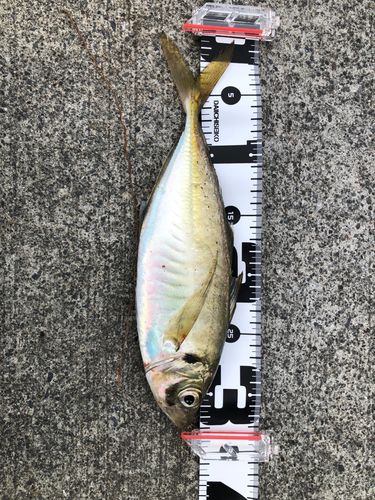 マアジの釣果