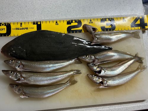キスの釣果