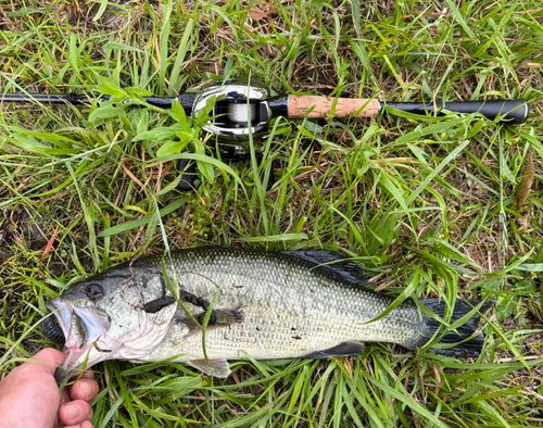 ラージマウスバスの釣果