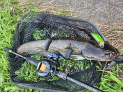 ナマズの釣果