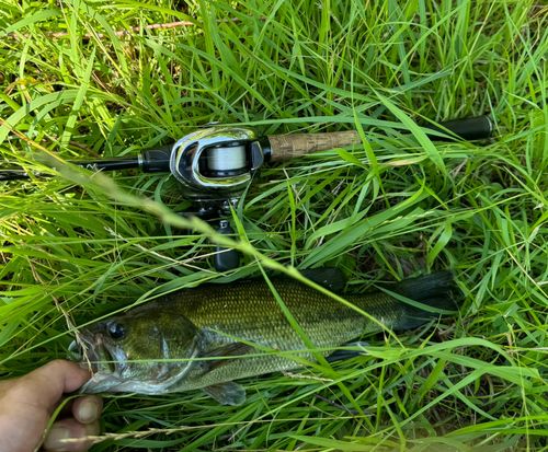 ラージマウスバスの釣果