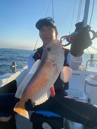 アマダイの釣果