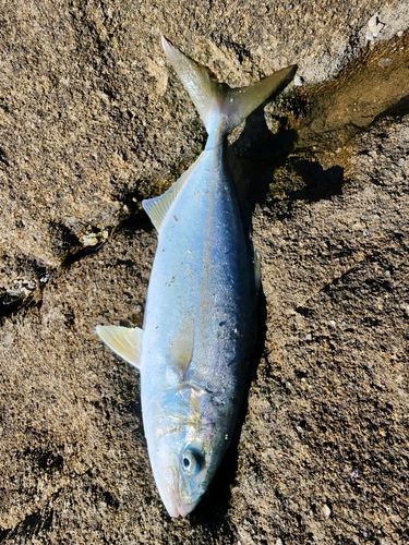 ツバスの釣果