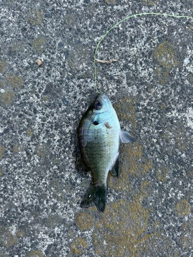 ブルーギルの釣果