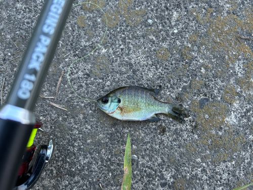 ブルーギルの釣果