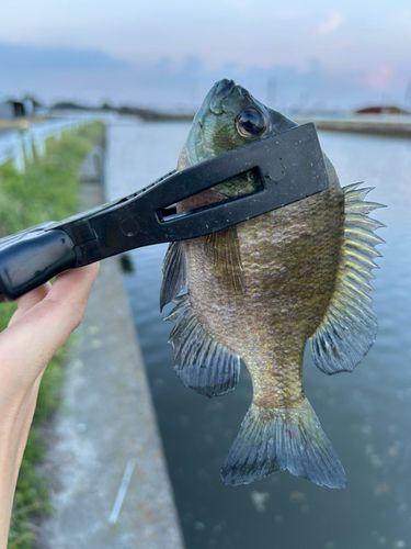 ブルーギルの釣果