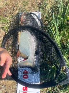 コロソマの釣果