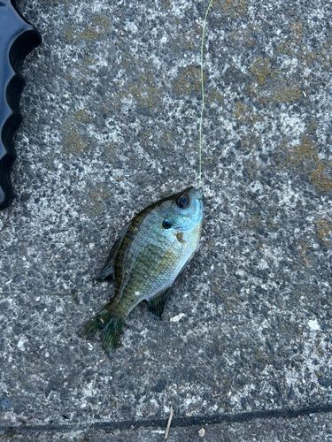 ブルーギルの釣果