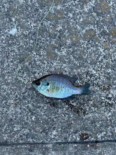 ブルーギルの釣果