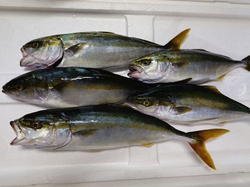 ツバスの釣果