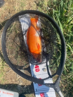 コイの釣果