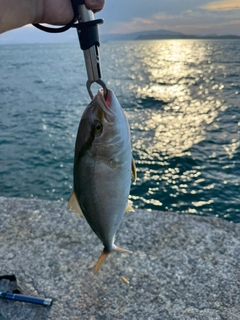 シオの釣果