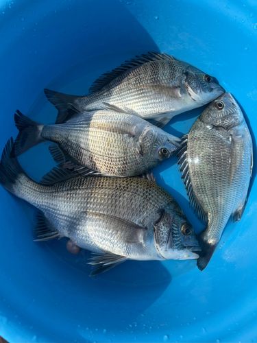 チヌの釣果