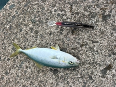 ワカシの釣果