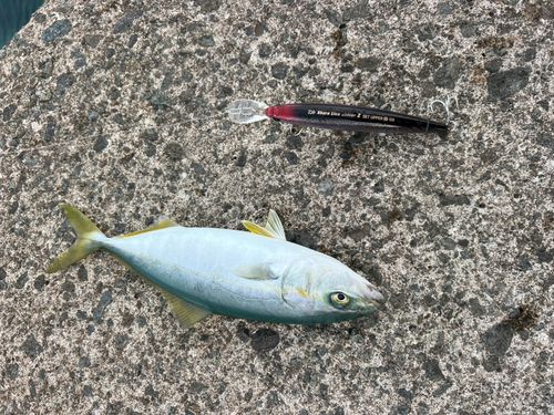ワカシの釣果
