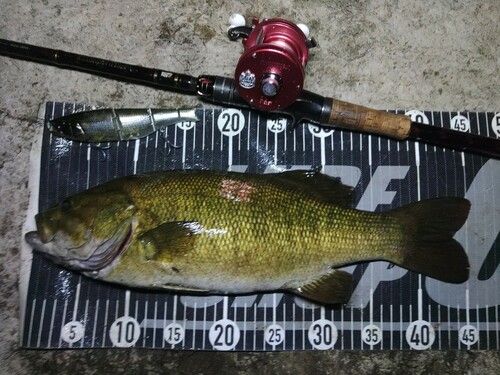 スモールマウスバスの釣果