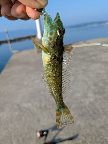 アナハゼの釣果
