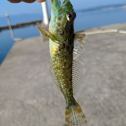 アナハゼ