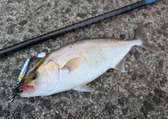 ネリゴの釣果