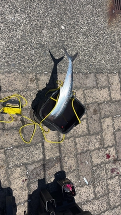 サゴシの釣果