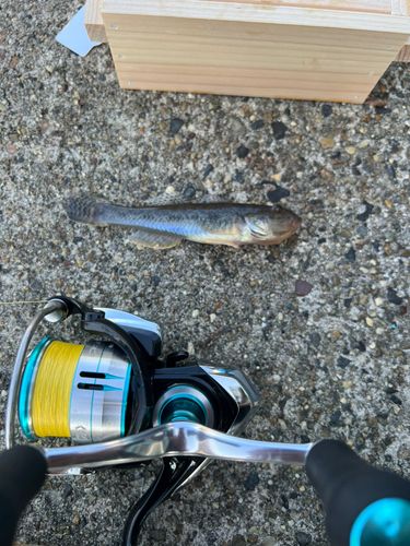 ハゼの釣果